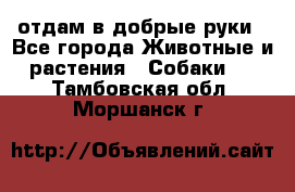 отдам в добрые руки - Все города Животные и растения » Собаки   . Тамбовская обл.,Моршанск г.